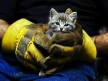 Спасиха коте, паднало в шахта в Шумен
