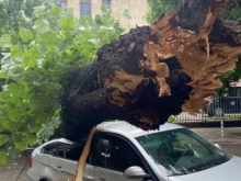 Огромно дърво се стовари върху автомобил в Русе