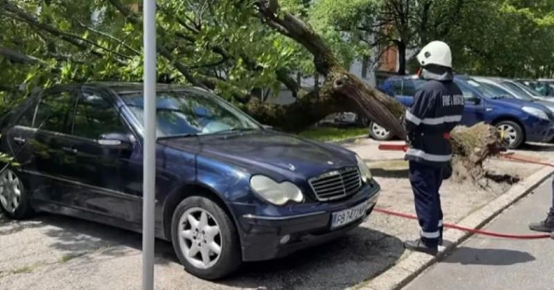 Дърво се стовари върху автомобил в Хасково