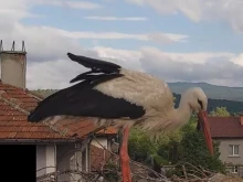 Времето повлия и на щъркелите