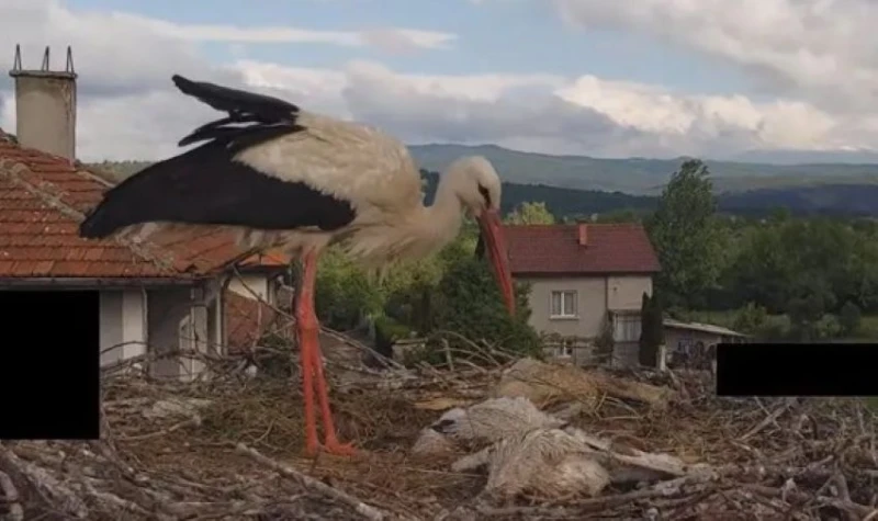 Лошото време погуби три щъркелчета в село Драгушиново