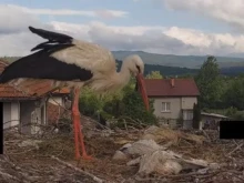 Лошото време погуби три щъркелчета в село Драгушиново