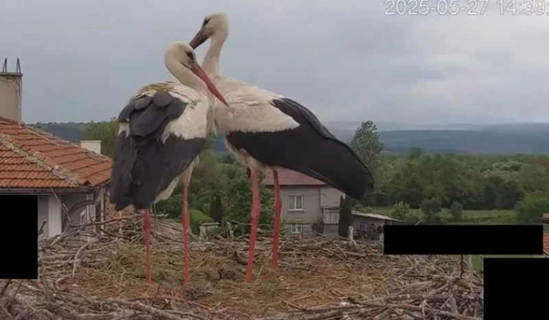 БДЗП за случая със загиналите бебета щъркели: Не е възможно и логично при всяка прогноза за екстремно време малките да бъдат отнемани от гнездата