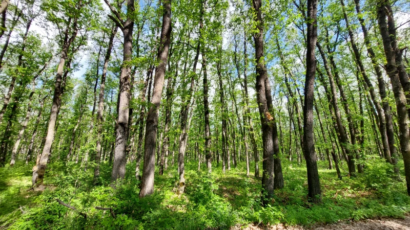 По-малко нарушения в горите на Централна Северна България през месец май