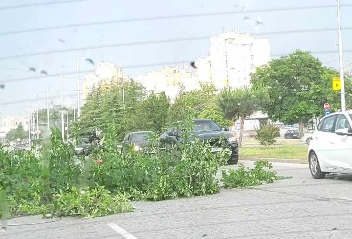 Клон се стовари върху булевард в Пловдив