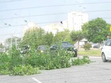 Клон се стовари върху булевард в Пловдив