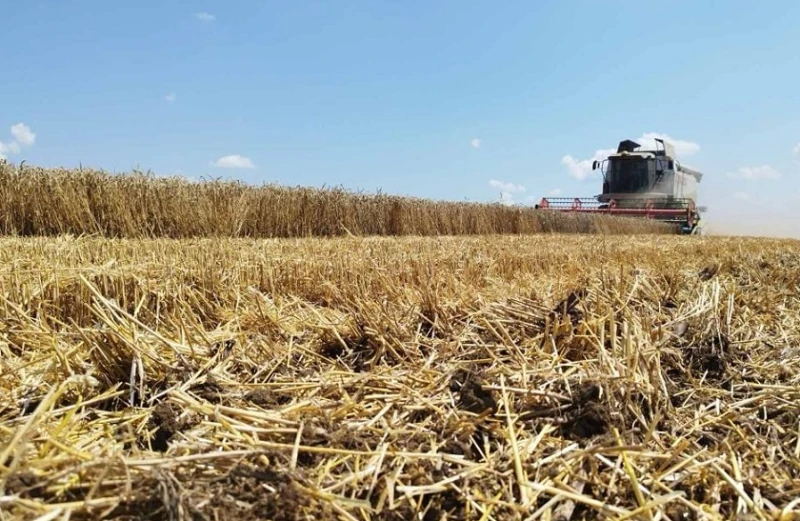 В Кочериново пазят от пожар над 11 000 декара житни култури