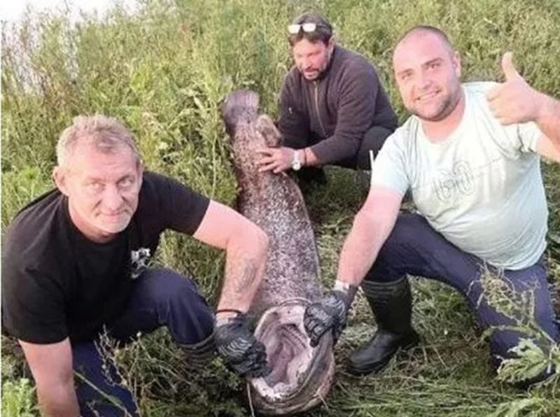 Уловиха сом с чудовищни размери