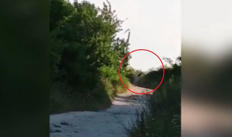 Заснеха дивия хищник в Шумен
