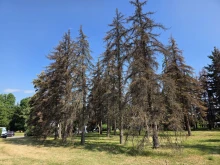 Умира ли паркът край НИМ?