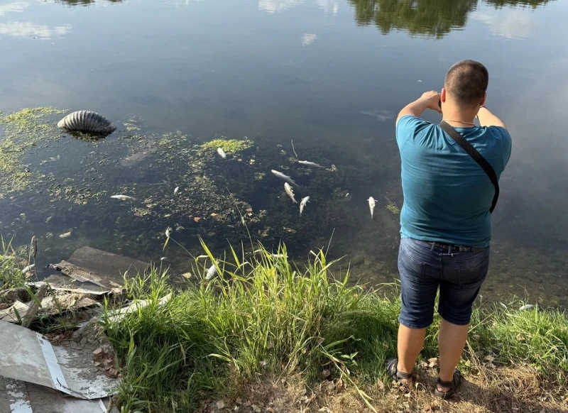 Откриха много мъртви риби в река Марица до Пловдив