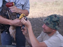 Откриха отровен царски орел в района на Перущица