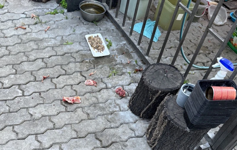 Месо и кокали до детска площадка в Пловдив