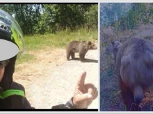 Италиански моторист реши да се снима с мечка в Румъния, тя го нападна и уби