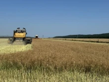 Резултати от жътвата: Добивите и качеството са лоши 