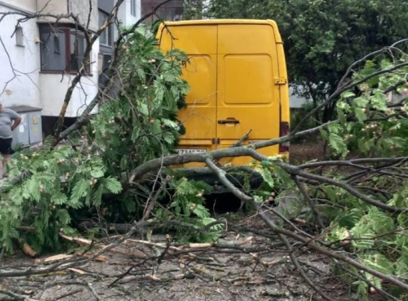 Паднали дървета след буря в Червен бряг
