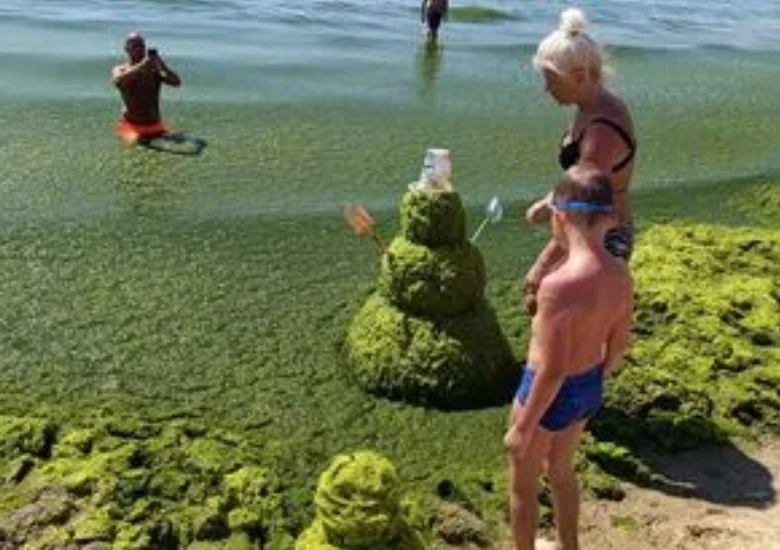 Обрат с водораслите по нашето море