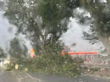 Дърво падна на входа на Пазарджик