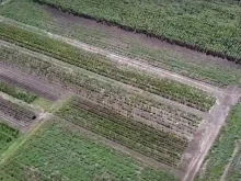В Русе опитват да развъждат стари български сортове плодове и зеленчуци