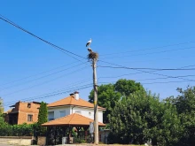 Необичайна спасителна акция в кюстендилско село
