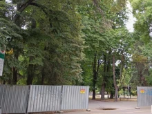 От утре в Стара Загора започва акция за премахване на опасни дървета и гнезда на стършели