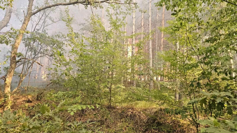 Пожар затвори пътя от кръстовище "Петолъчка" до село Градец