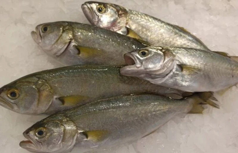 Черноморската риба е по-вкусна от тази в Средиземно море