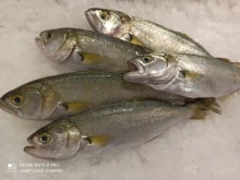 Черноморската риба е по-вкусна от тази в Средиземно море