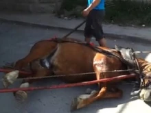Мъж е между живота и смъртта след инцидент с кон в Айтос
