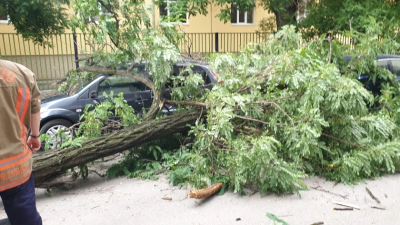 Паднало дърво затруднява трафика по пътя Бургас-Царево
