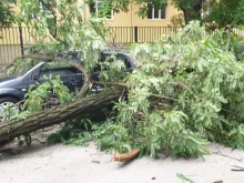 Паднало дърво затруднява трафика по пътя Бургас-Царево