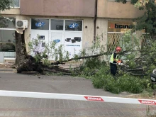 Паднало дърво блокира достъпа до улица в столицата