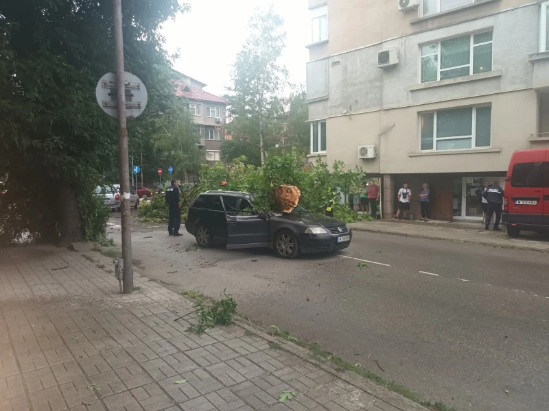 Дърво се стовари върху движещ се автомобил в Монтана