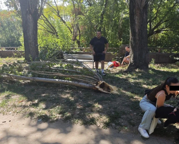 Убитият в Пловдив от паднал клон на топола пенсионер е стоял на пейка