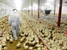 България е съобщила за огнища на птичи грип в три ферми в Раковски