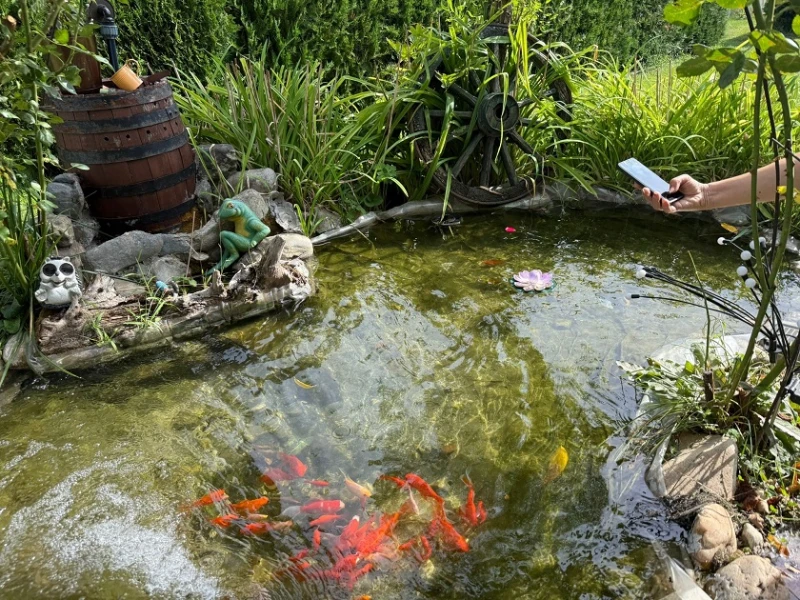 Определиха най-красивия двор в село Жабокрът