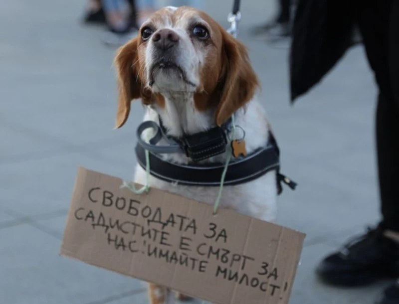 Лишават насилници на животни от право за притежание на оръжие