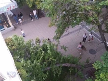 Проверяват състоянието на дървото, чийто клон се прекърши в центъра на Благоевград