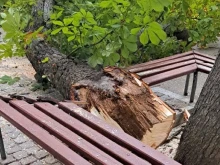Премахват дървото, от което снощи се отчупи клон в центъра на Благоевград