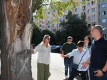 Поддържането на зелената среда в Стара Загора продължава с мерки след фитосанитарна оценка на дървета