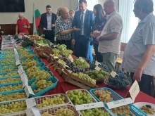 Показаха 25 сорта грозде от Кюстендил на изложба в Плевен