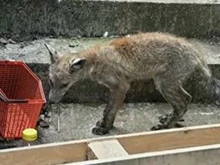 Популация от лисици превзема столичен квартал