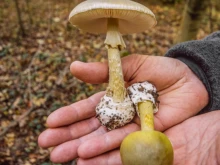 Жена уби роднините на мъжа си с гъби