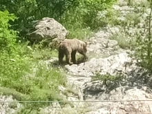 Мечка и малките й слязоха в района на водопад "Сучурум" в Карлово