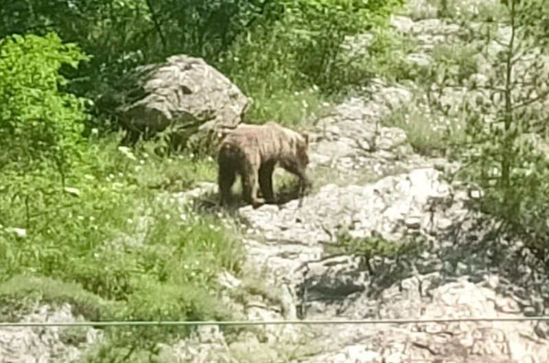 Мечка и малките й слязоха в района на водопад "Сучурум" в Карлово