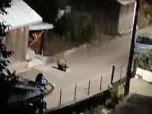 Мечка е заснета да се разхожда по улиците в Доспат