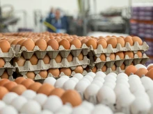 За осем месеца Русия е увеличила износа на яйца почти двойно