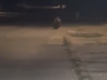 Мечка се разхожда по улиците на Ловеч