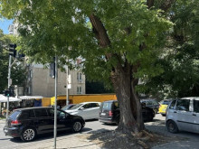Продължават промените в маршрута на три автобусни линии в Стара Загора поради санитарна резитба на дървета