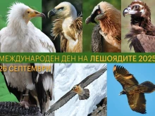 Русенският музей ще отбележи Международния ден на лешоядите